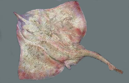 Rostroraja alba07.jpg